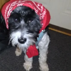 Bandana Punainen