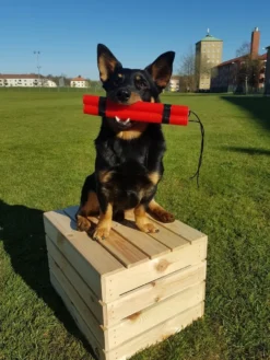Dynamittipat