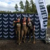 Härän sarvet