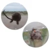 Ikkunakoriste Rotta