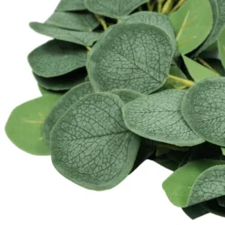 Köynnös Eukalyptus