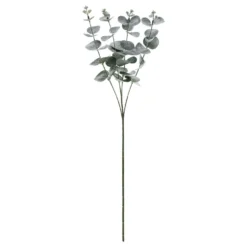 Tekokasvi Eukalyptus
